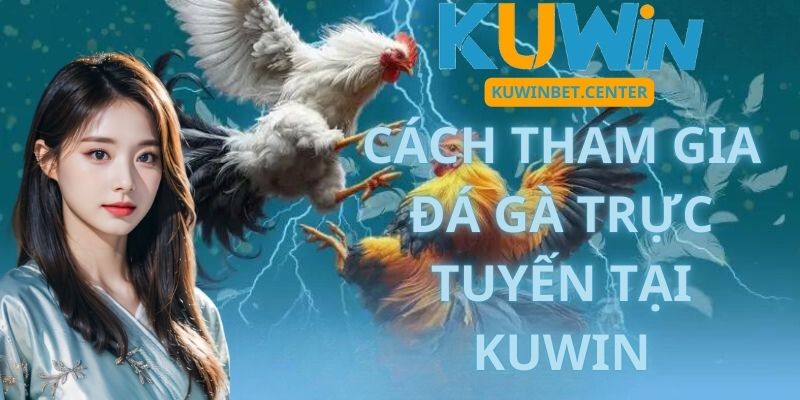 Cách tham gia đá gà trực tuyến tại Kuwin