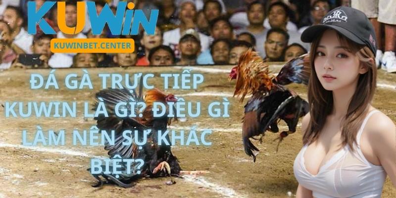 Đá Gà Trực Tiếp Kuwin Là Gì? Điều Gì Làm Nên Sự Khác Biệt?