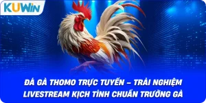 Đá Gà Thomo Trực Tuyến – Trải Nghiệm Livestream Chuẩn Trường Gà