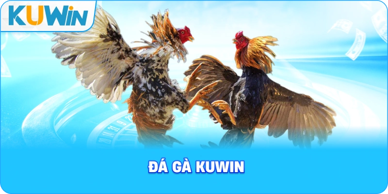 Đá gà KUWIN